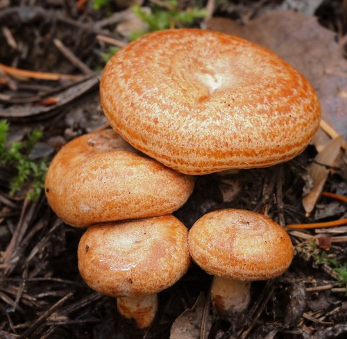 Saffron Milk Cap
