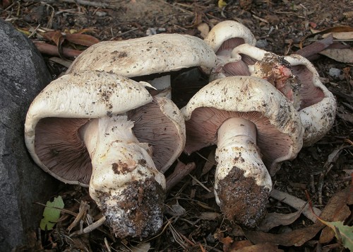 Salt-loving Agaricus