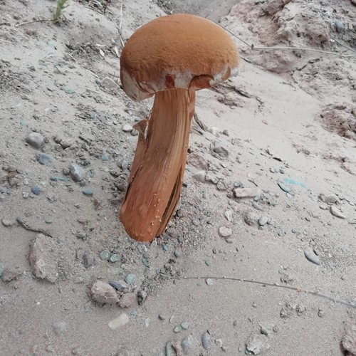 Sandy Stiltball