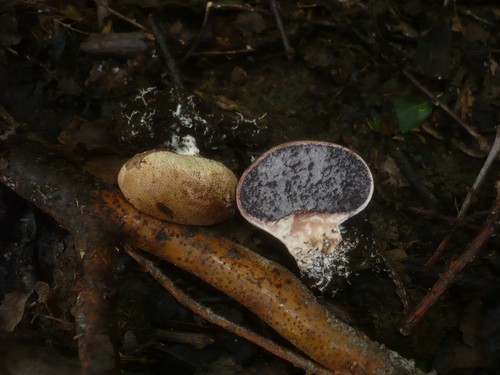 Scaly Earthball