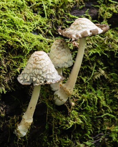 Scaly Inkcap