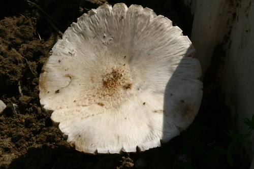 Scaly Shield