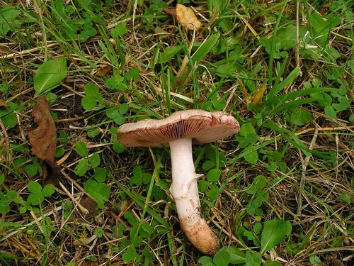 Scaly Wood Mushroom