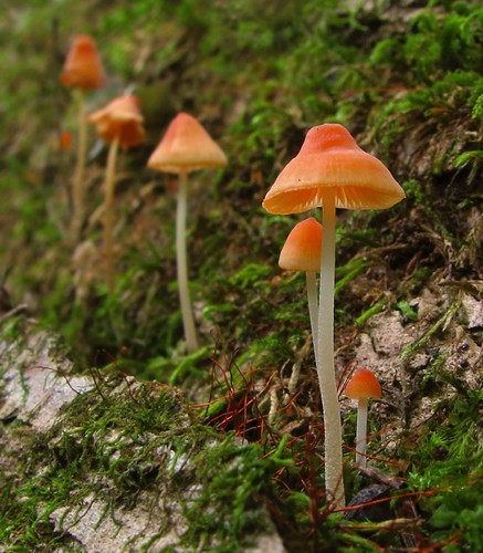 Scarlet Bonnet