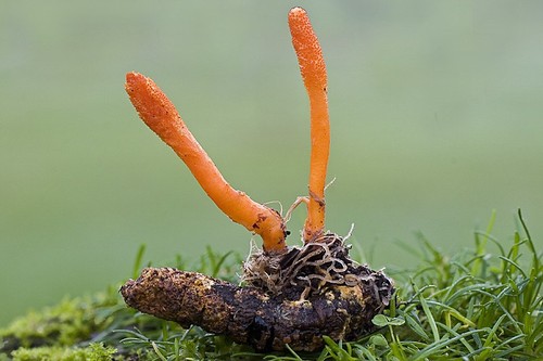 Scarlet Caterpillarclub