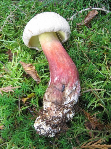 Scarlet-stemmed Bolete