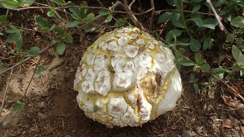 Sculpted Puffball