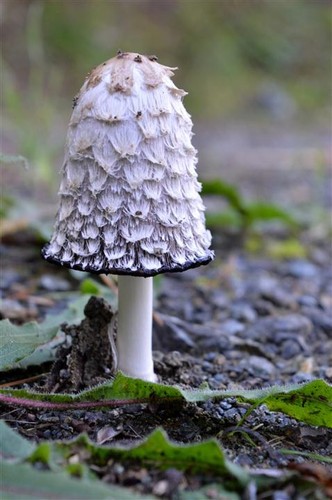Shaggy Ink Cap