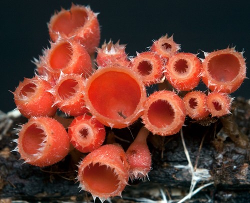 Shaggy Scarlet Cup