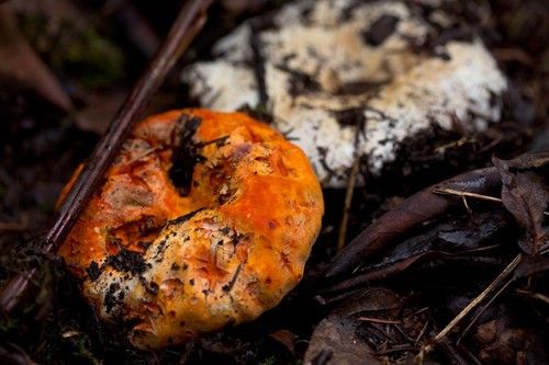 Short-stemmed Russula