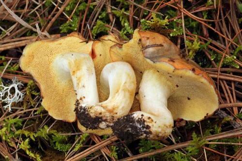 Short-stemmed Slippery Jack