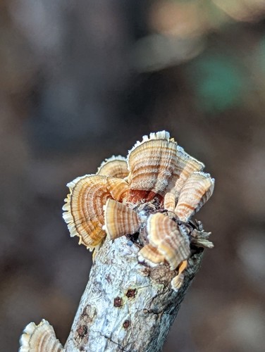 Silky Parchment