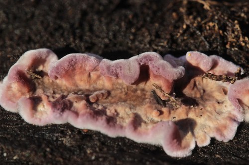 Silverleaf Fungus
