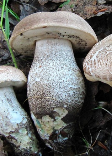 Slate Bolete