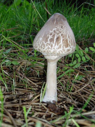 Slender Parasol
