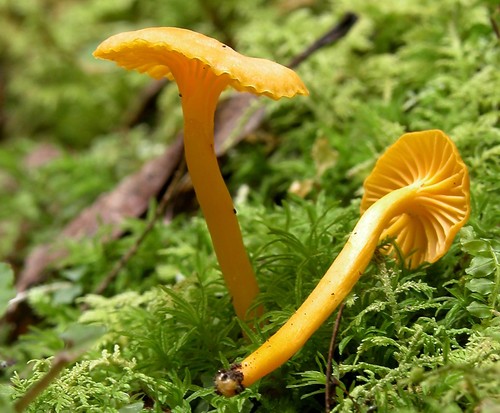 Small Chanterelle
