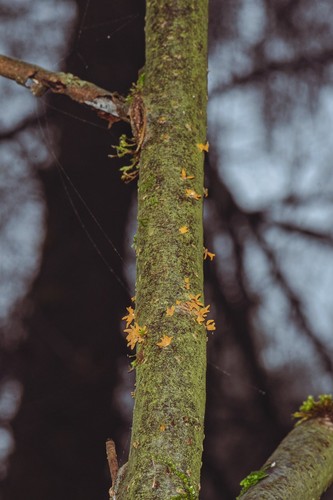 Small Stagshorn
