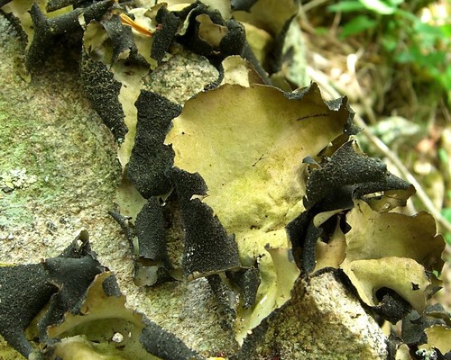 Smooth Rock Tripe
