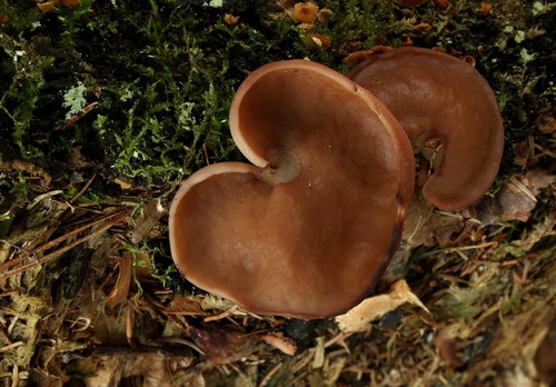 Snow False Morel