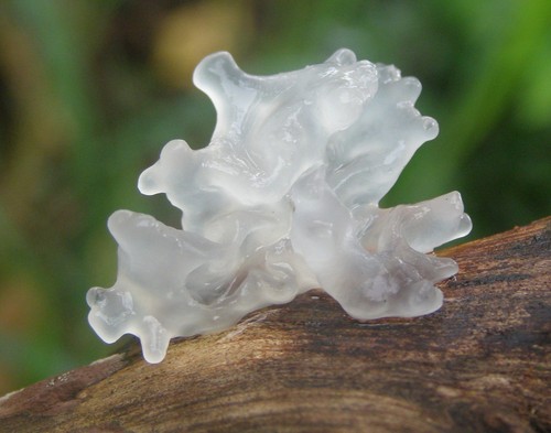 Snow Fungus