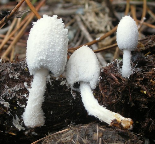 Snowy Inkcap