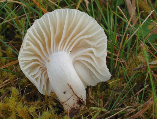Snowy Waxcap