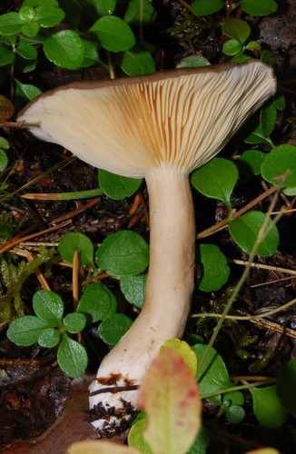Sooty Milkcap