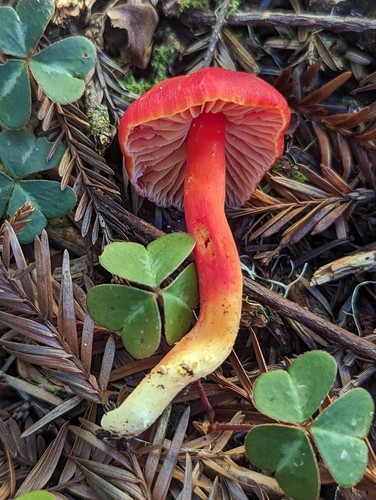 Splendid Waxcap
