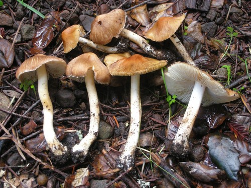 Split Fibrecap