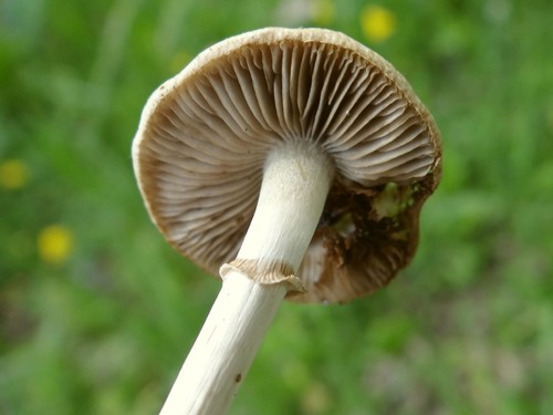 Spring Fieldcap