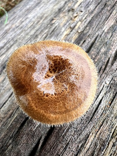 Spring Polypore
