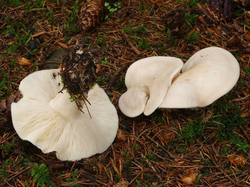 St. George's Mushroom