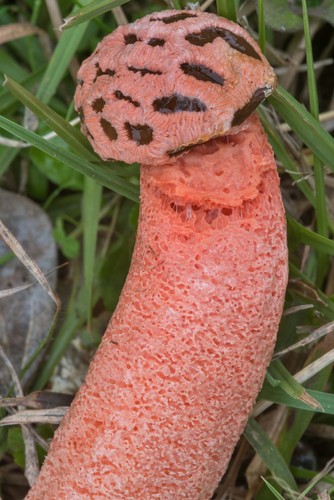 Stalked Lattice Stinkhorn