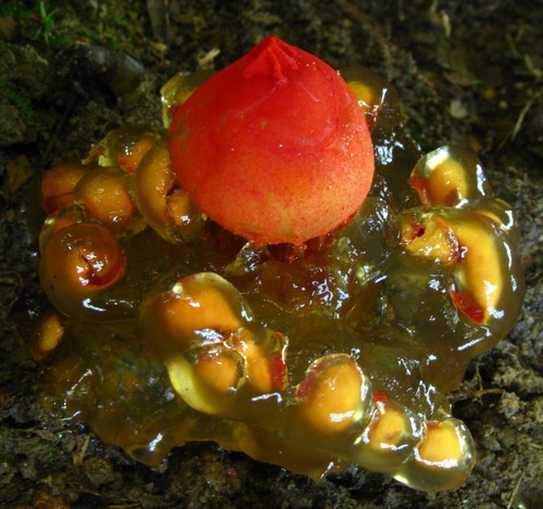 Stalked Puffball-in-Aspic