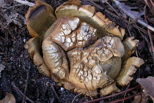 Star Earthball