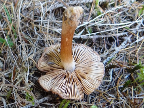 Star-spored Fibrecap