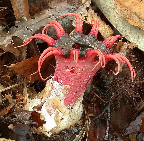 Starfish Fungus