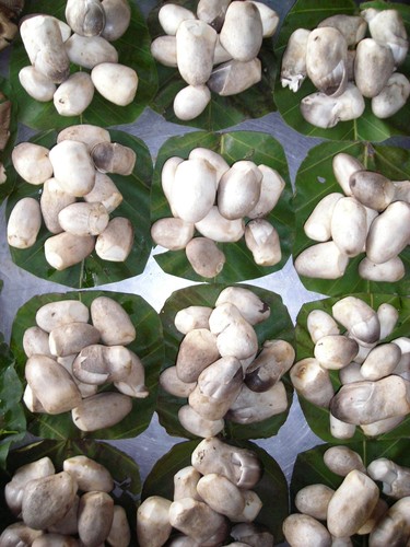 Straw Mushroom