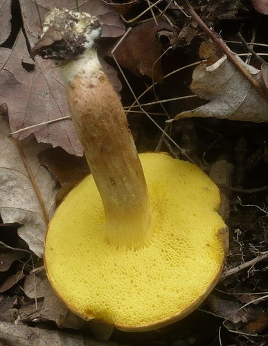 Suede Bolete