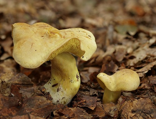 Sulphur Knight