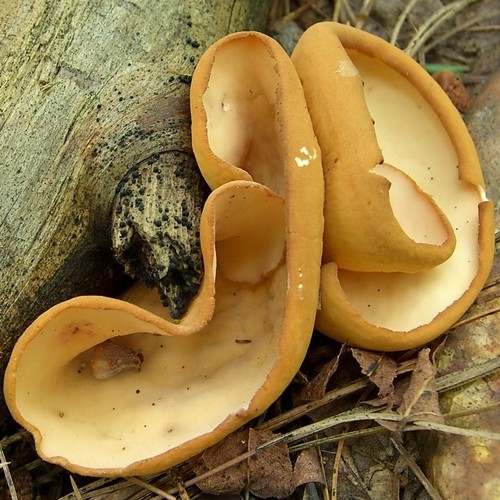 Tan Ear