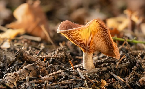 Tawny Funnel