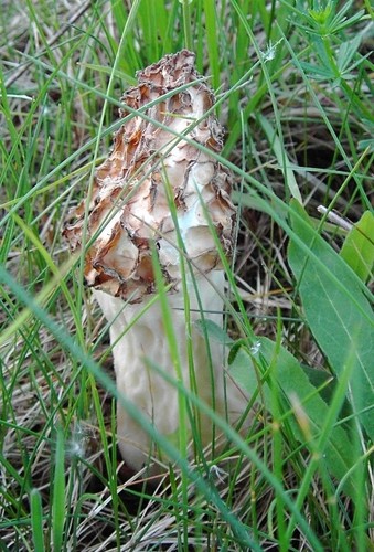 Thick-footed Morel