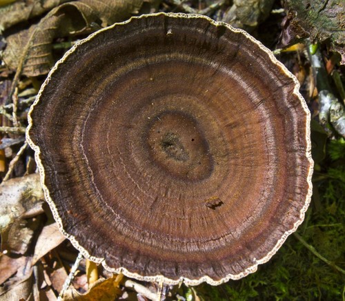 Tiger's Eye