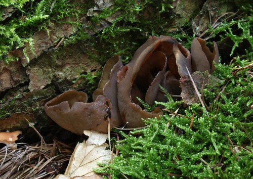 Toad's Ear