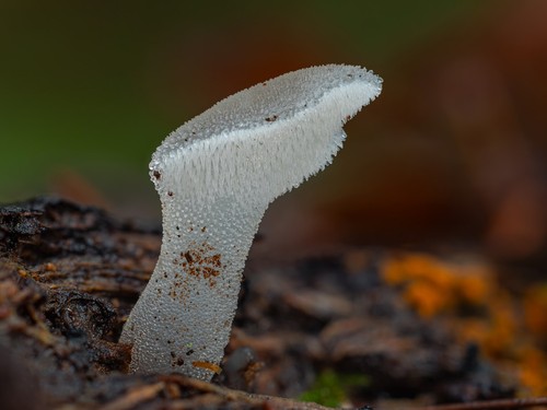 Toothed Jelly Fungus