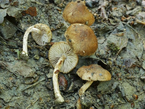 Torn Fibrecap