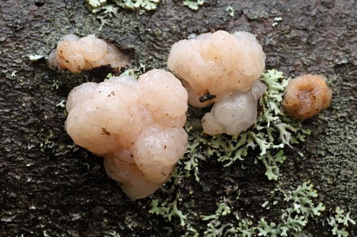 Tremella encephala