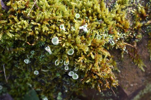 Trumpet Lichen