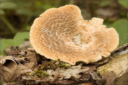 Tuberous Polypore